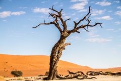 deadvlei 1