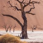 Deadvlei 2