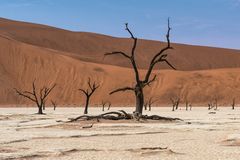 Deadvlei 2