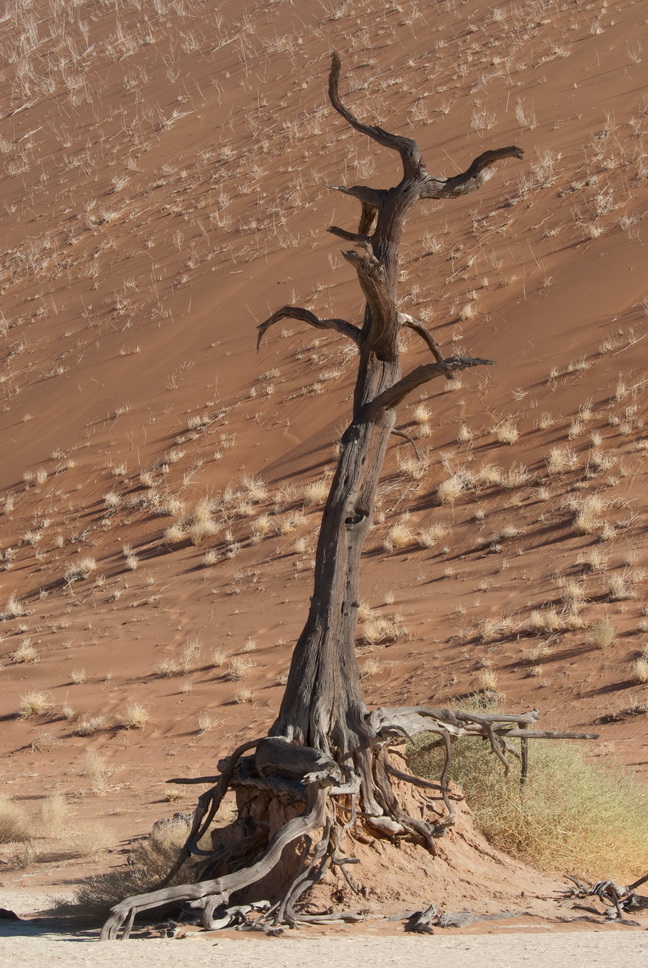 DeadVlei (4) Dezember 2009