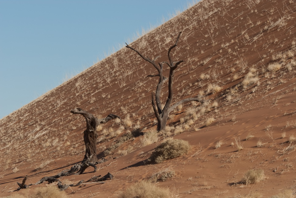 DeadVlei (5) Dezember 2009