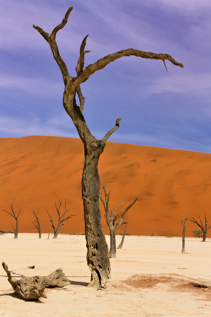 Deadvlei Foto & Bild africa, southern africa, namibia Bilder auf