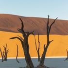 deadvlei