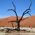 Deadvlei