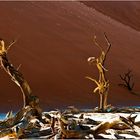 deadvlei......