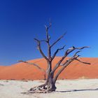 Deadvlei an einem schönen Oktobermorgen