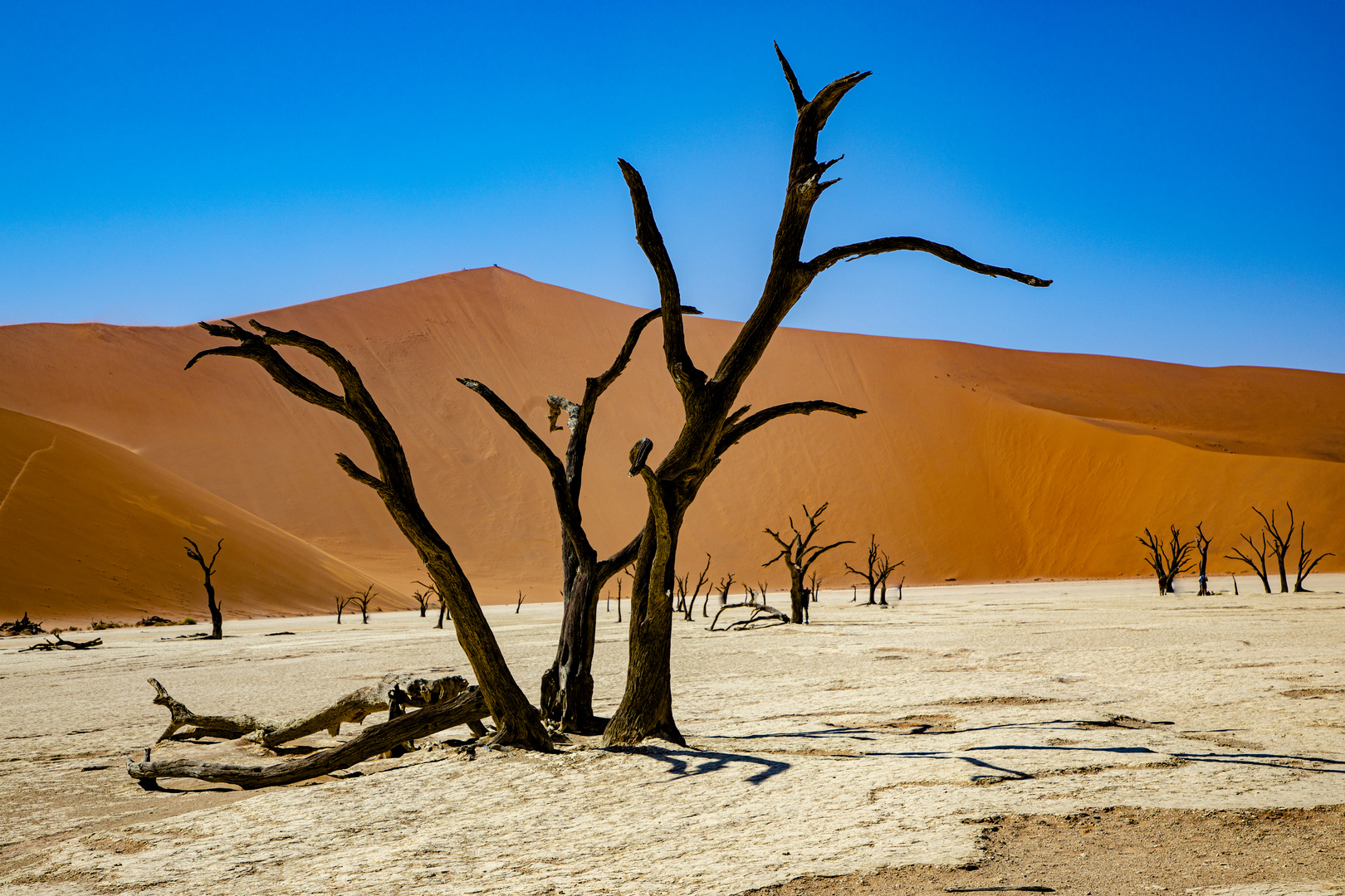 Deadvlei Foto & Bild africa, southern africa, namibia Bilder auf