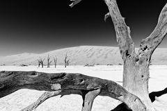 Deadvlei