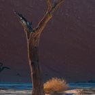 Deadvlei