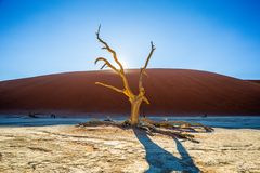 Deadvlei