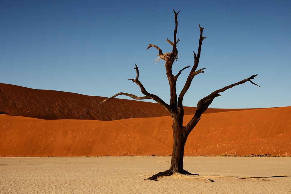 Deadvlei I