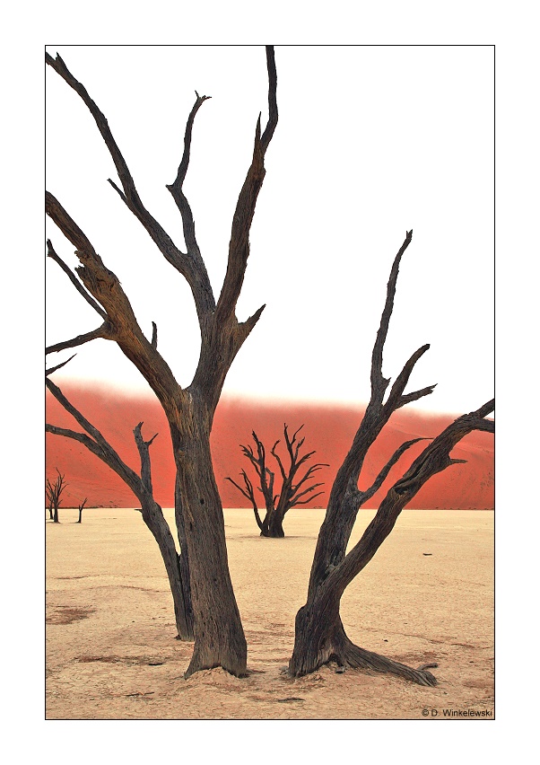 Deadvlei im Nebel