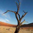 Deadvlei Namib - Desert