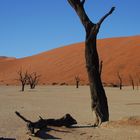 DeadVlei - Namib, Sesriem