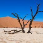 Deadvlei, Namibia