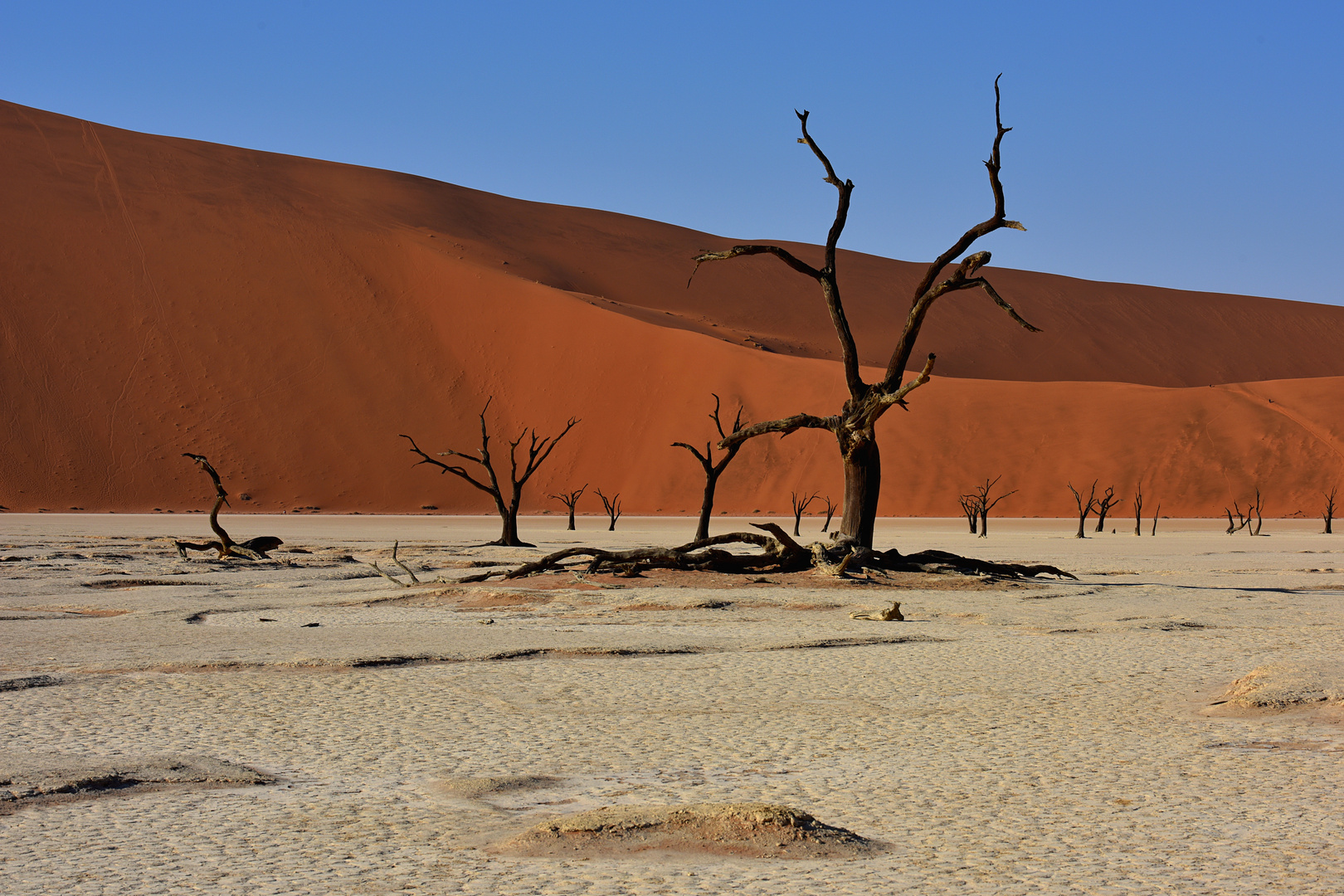 Deadvlei - Namibia