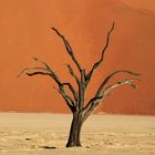 Deadvlei ohne Himmel