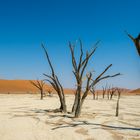 Deadvlei Rückkehr der Natur