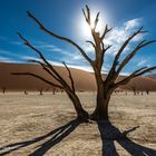 Deadvlei "the dictator" 