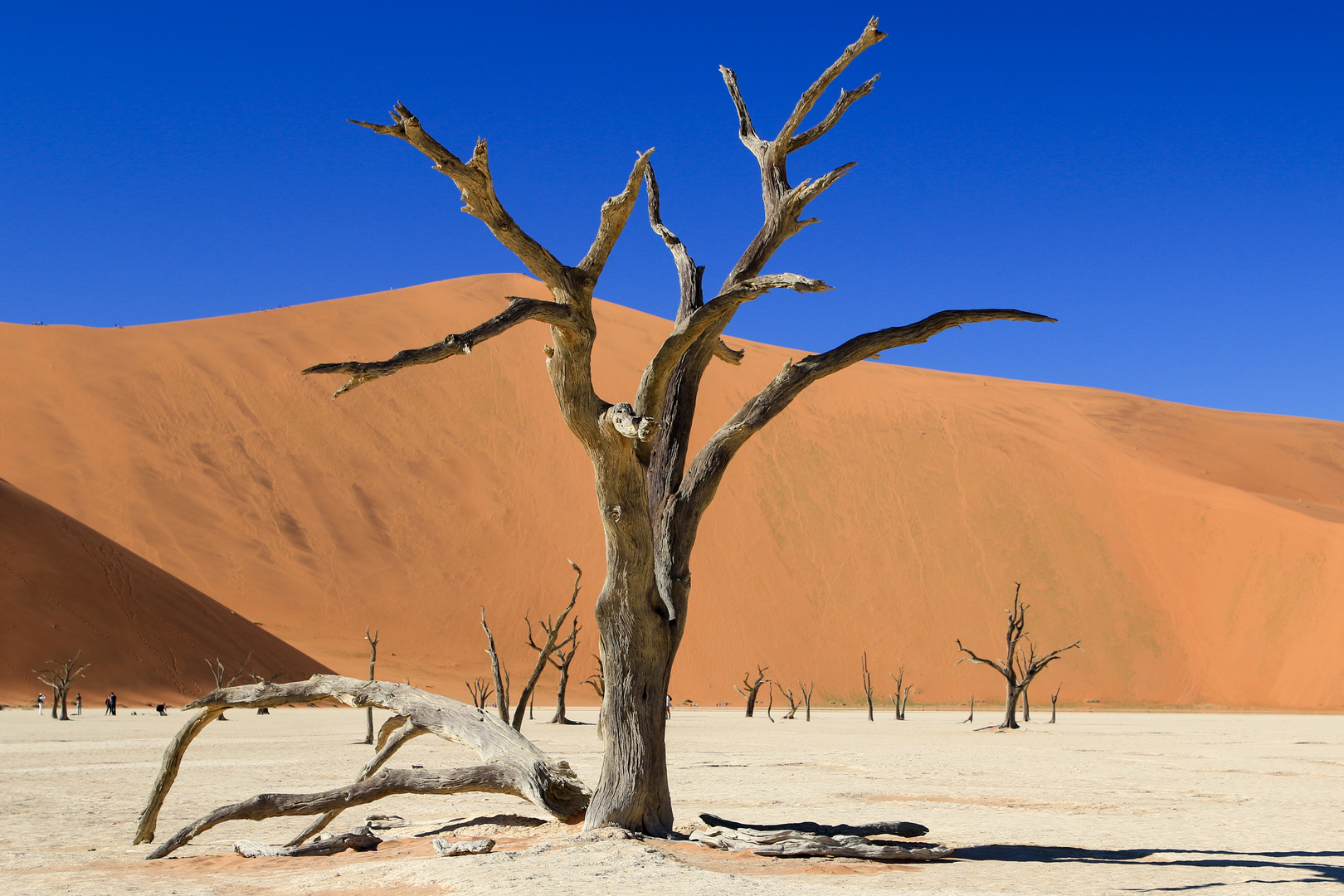 Deadvlei - Zeitzeugen aus Holz