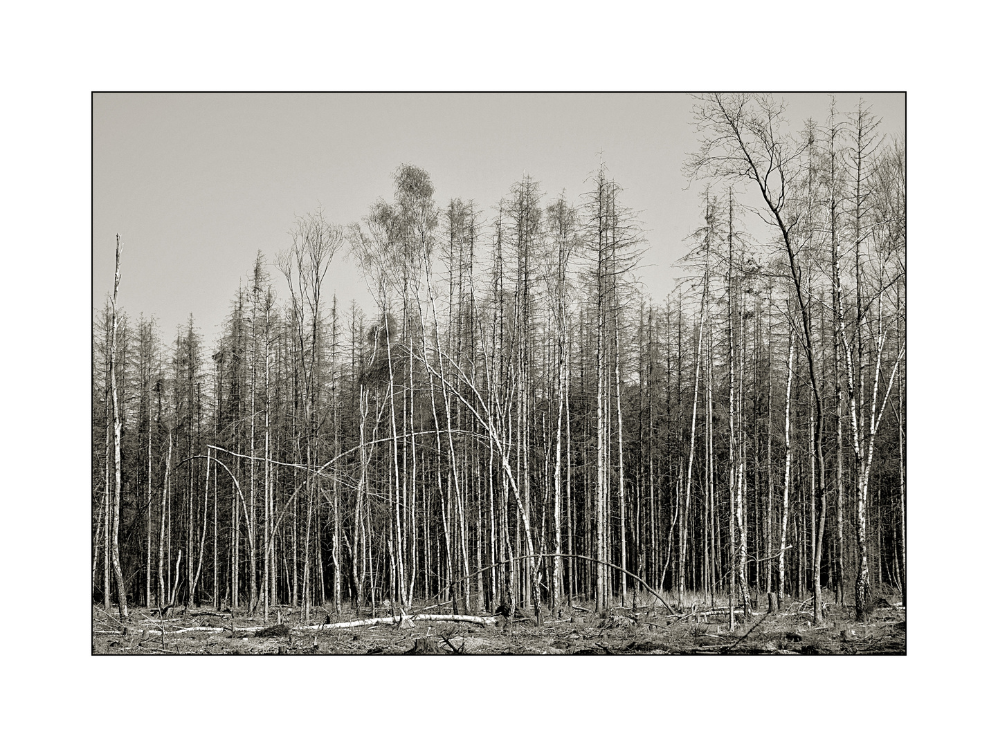 Deadwood Forest I