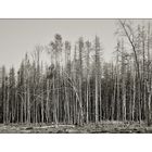 Deadwood Forest I