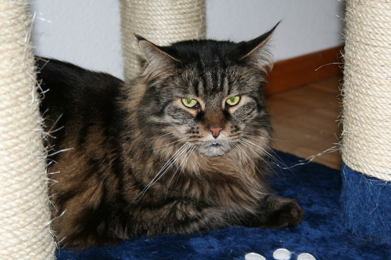 Dean - mein Main Coon Kater