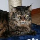 Dean - mein Main Coon Kater