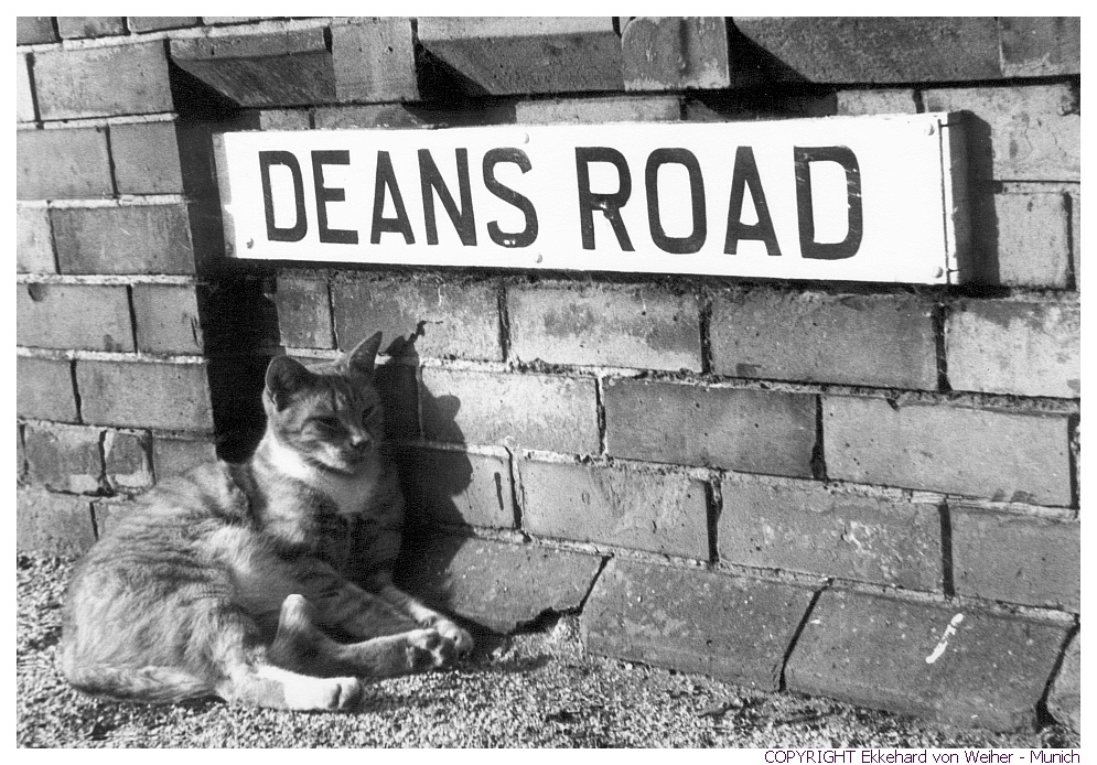 Deans Road Cat