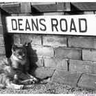 Deans Road Cat