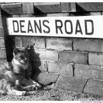 Deans Road Cat