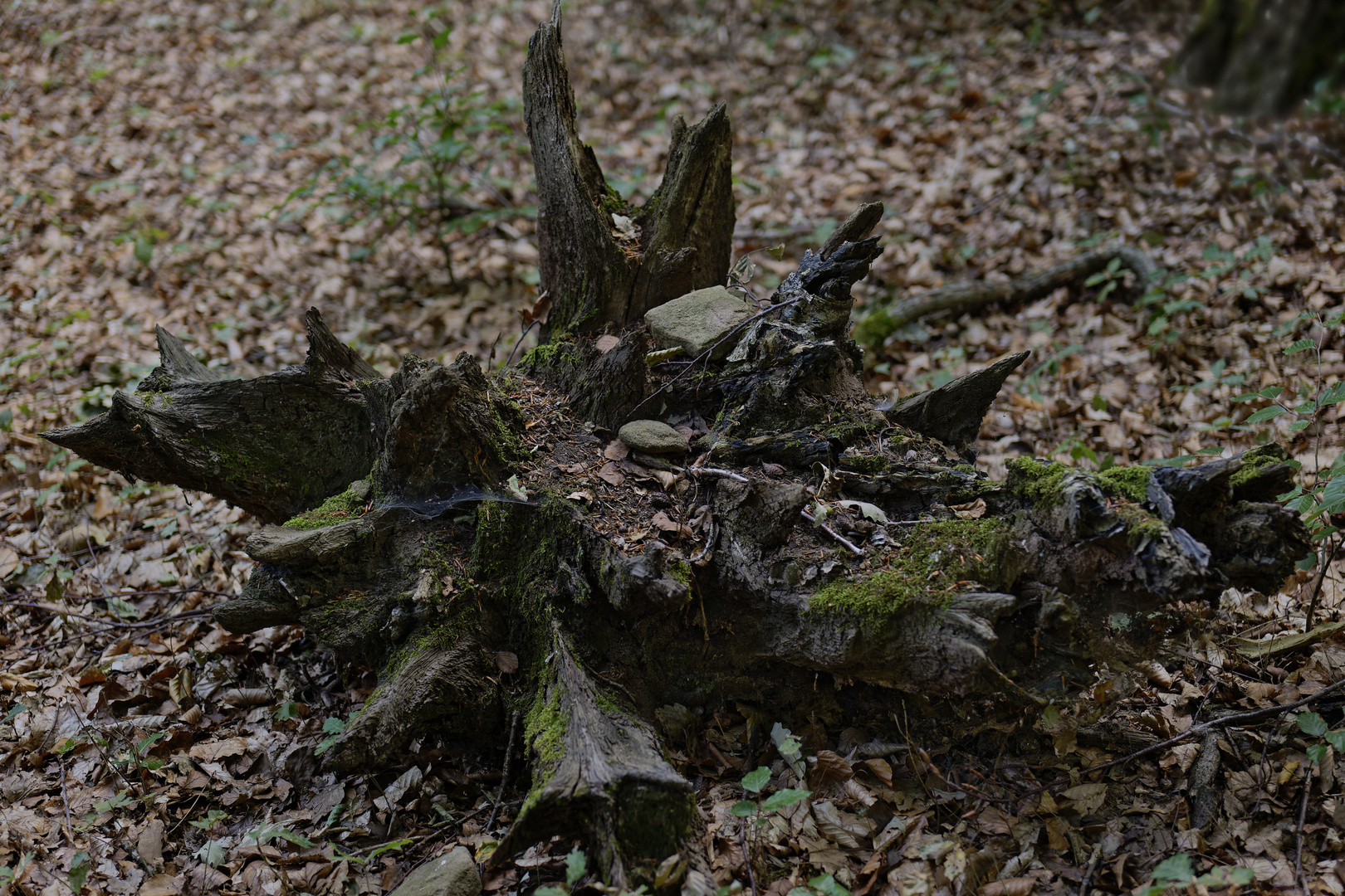 Deatails im Wald, hier: morscher Baumwurzelteller