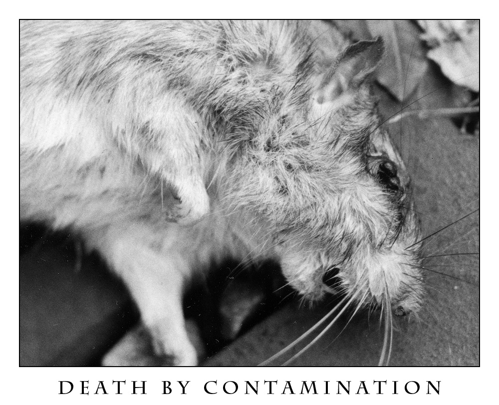 Death by Contamination