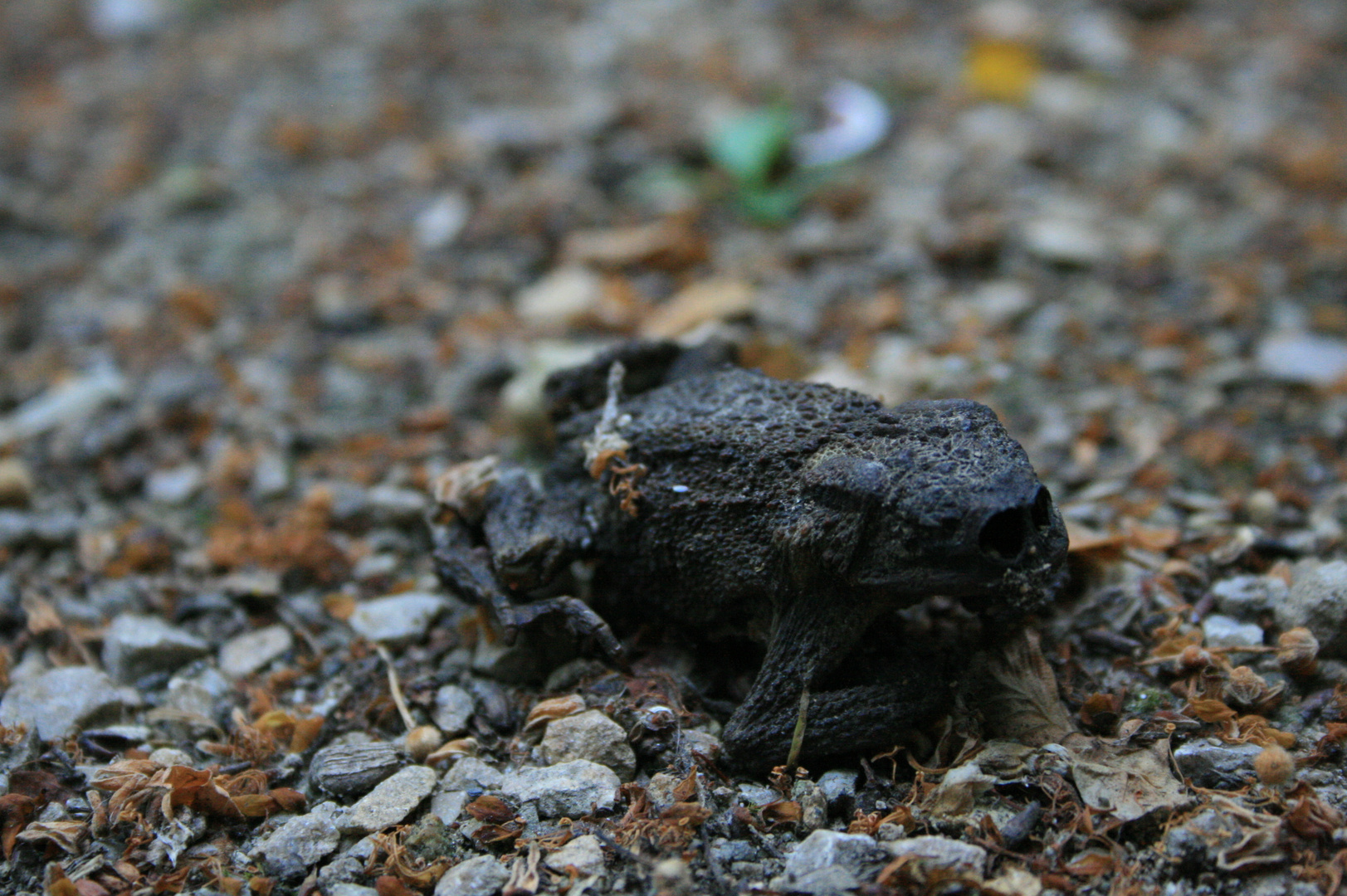 Death Frog