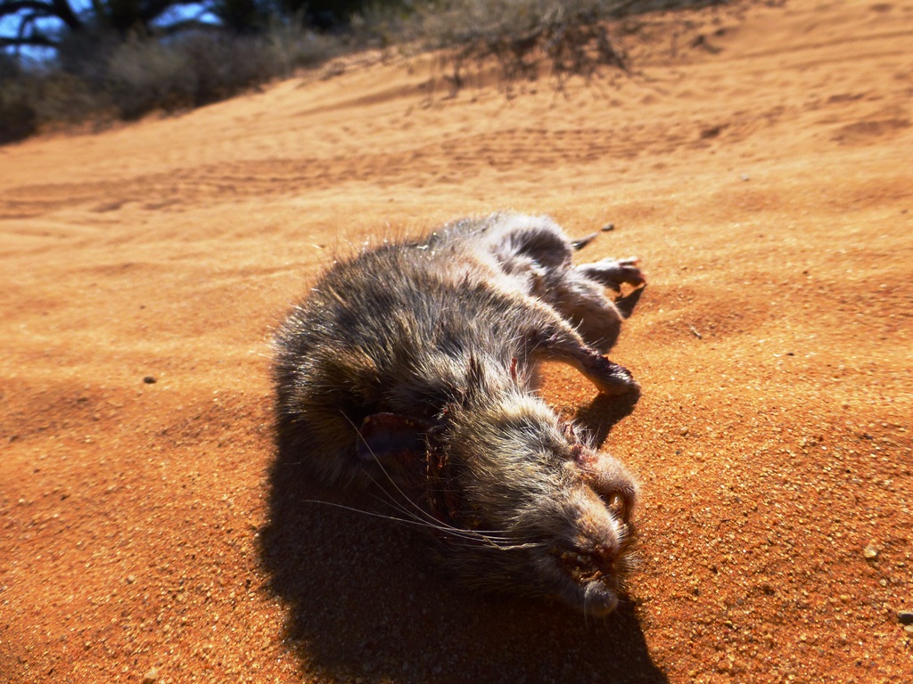 Death in the desert