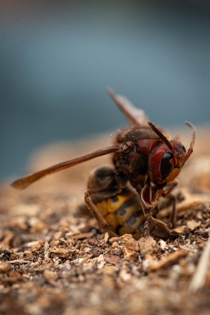 Death of a hornet