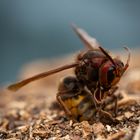 Death of a hornet