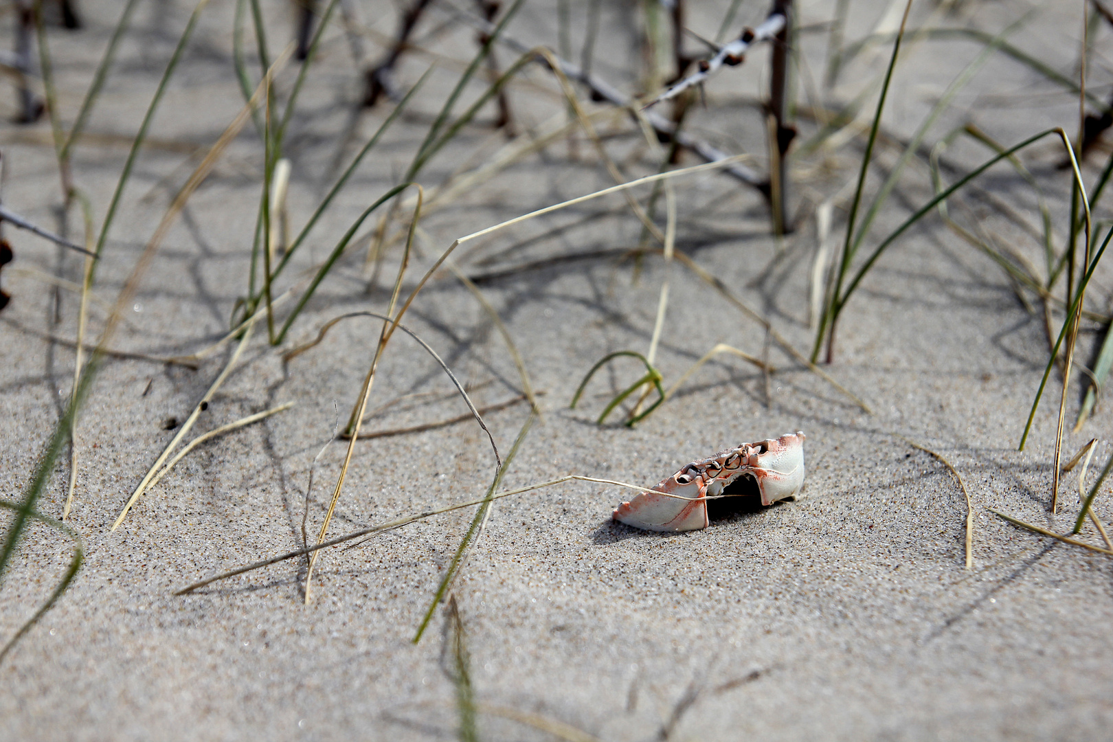 Death on the Beach