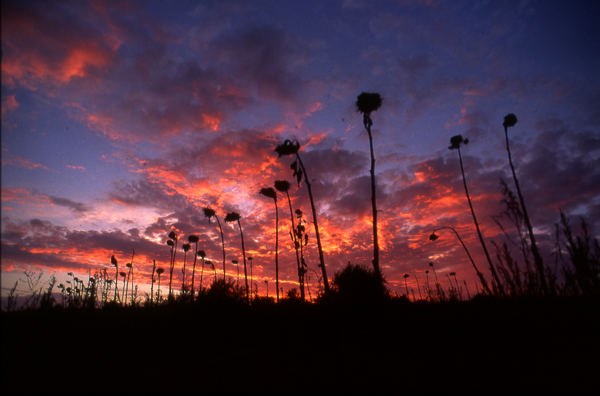 death sunflowers