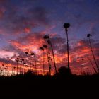 death sunflowers