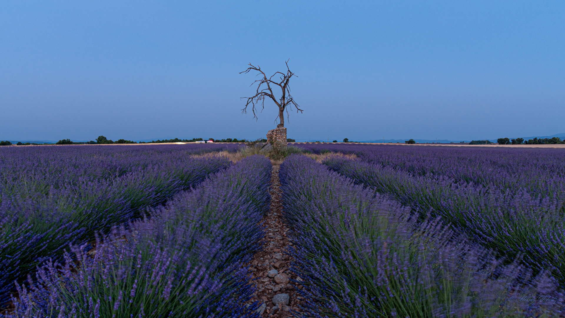 Death Tree Blaue Stunde - 6438