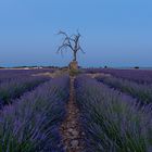 Death Tree Blaue Stunde - 6438