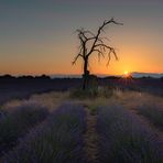 Death Tree - Die Sonne geht auf - 6502