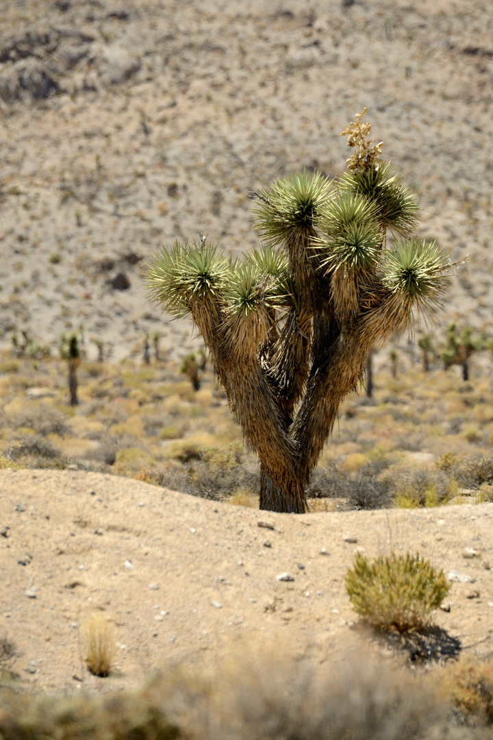 Death Valley 1