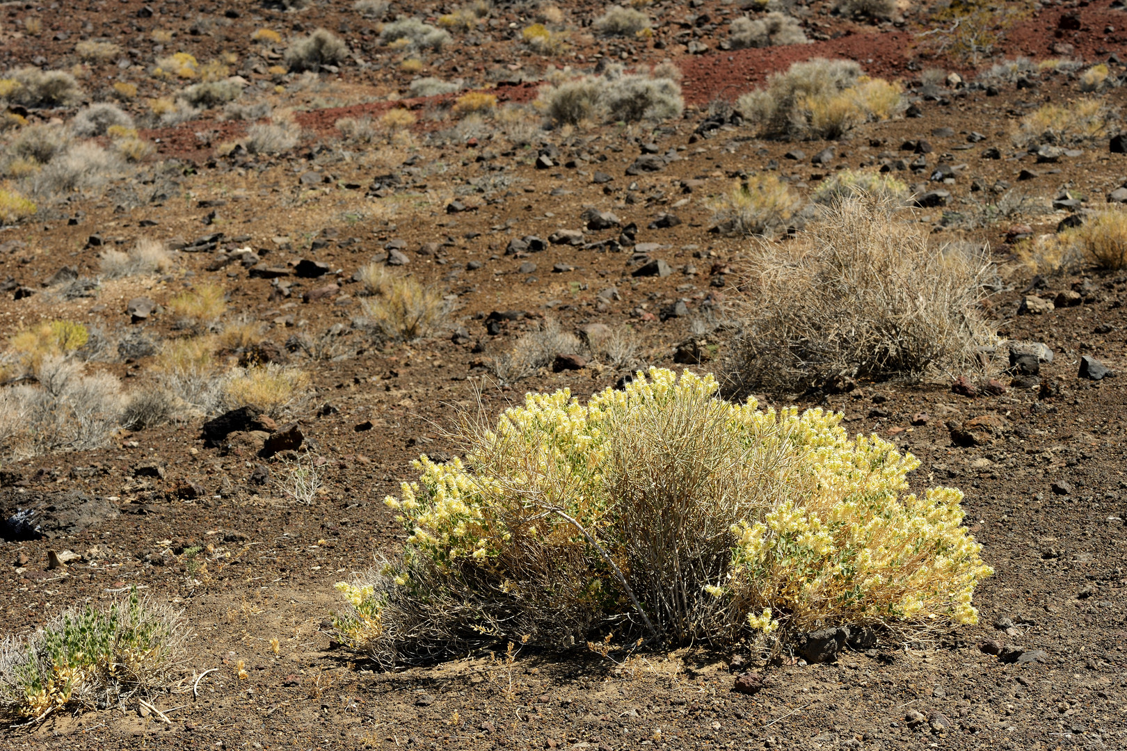 Death Valley 3