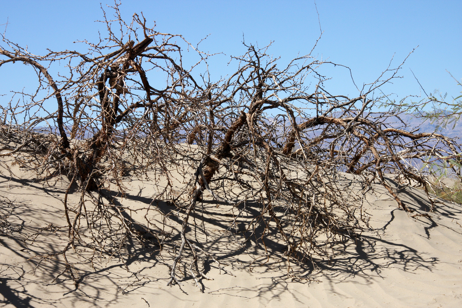 Death Valley Düne