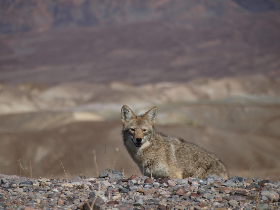 Death Valley Kojote von Tobias Jäger | PHOTOTOBI 