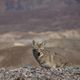 Death Valley Kojote