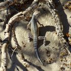 Death Valley lizard