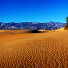 Death Valley "Mesquite Dunes"